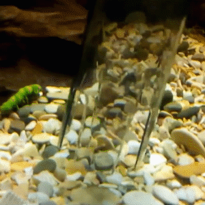 🐠50% RABATT!⚡Elektrischer Aquarienkiesreiniger – Automatischer Mulmabsauger, wiederaufladbar & wasserdicht – Sauberes Aquarium ohne Wasserwechselstress ✨