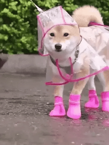 🐾🌧️Zuverlässiger Schutz vor Regen und Nässe: Der transparente Hunde-Regenmantel