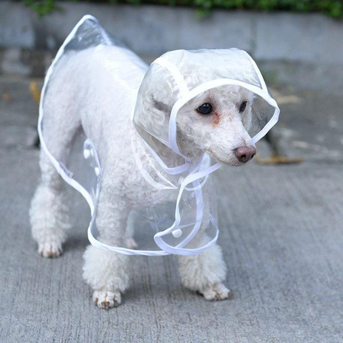 🐾🌧️Zuverlässiger Schutz vor Regen und Nässe: Der transparente Hunde-Regenmantel