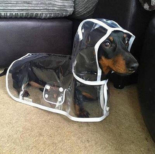 🐾🌧️Zuverlässiger Schutz vor Regen und Nässe: Der transparente Hunde-Regenmantel